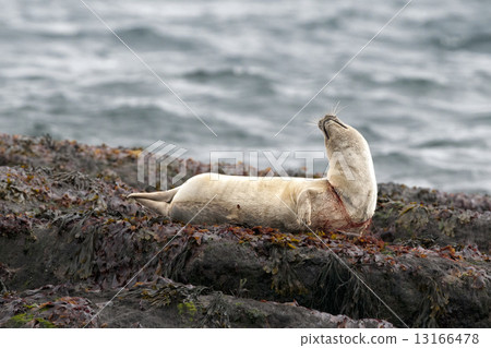 Harbor seal trapped in fishing net Harbor seal trapped in fishing net 13166478