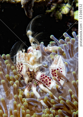 porcelain crab 13166532