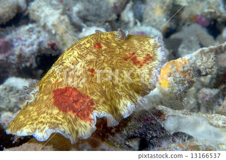 Platydoris Cruenta nudibranch in indonesia 13166537