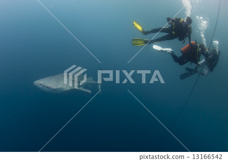 Whale Shark close encounter with diver underwater in Papua Whale Shark close encounter with diver underwater in Papua 13166542