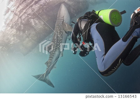 Whale Shark close encounter with diver underwater in Papua Whale Shark close encounter with diver underwater in Papua 13166543