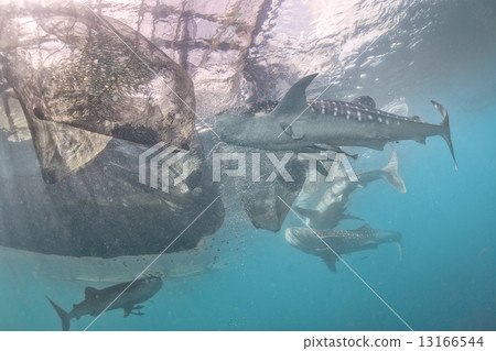 Whale Shark under fisherman fishing platform in Papua Whale Shark under fisherman fishing platform in Papua 13166544