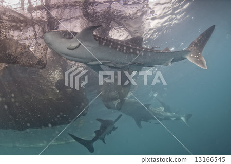Whale Shark under fisherman fishing platform in Papua Whale Shark under fisherman fishing platform in Papua 13166545