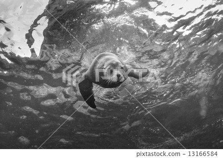 Puppy sea lion underwater looking at you 13166584