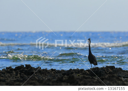 Seaside Kurosagi Seaside Kurosagi 13167155