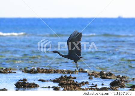 Seaside Kurosagi Seaside Kurosagi 13167163