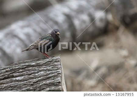 Starling Starling 13167955
