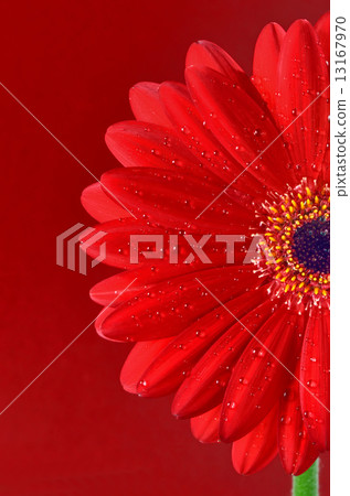 Red Gerbera Flower 13167970