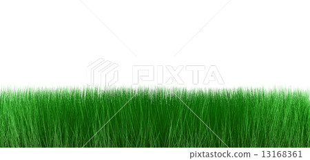 Grass on white background 13168361