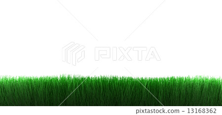 Grass on white background 13168362