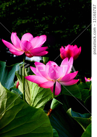 Lotus flower Lotus flower 13168787
