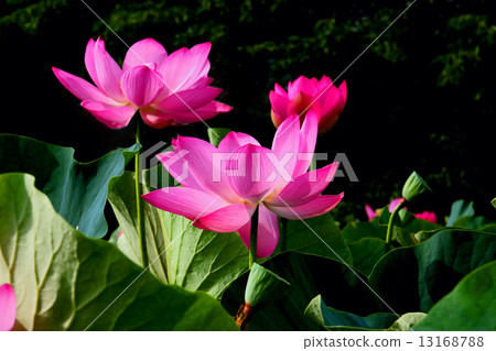 蓮花 蓮花 13168788