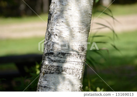 White birch White birch 13169013