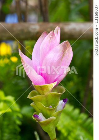 Close up of Siam Tulip Flower. 13169037