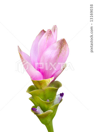 Close up of Siam Tulip Flower. 13169038