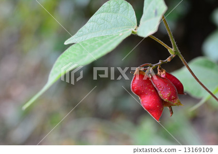 Cherry tomato beans Cherry tomato beans 13169109