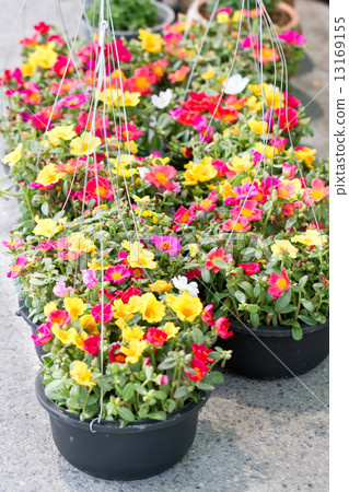 Pusley flowers in hanging pot. Pusley flowers in hanging pot. 13169155