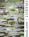 蓮花 13169163
