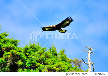 鷹之鷹12 13169687