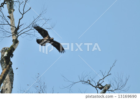 鷹之鷹15 13169690