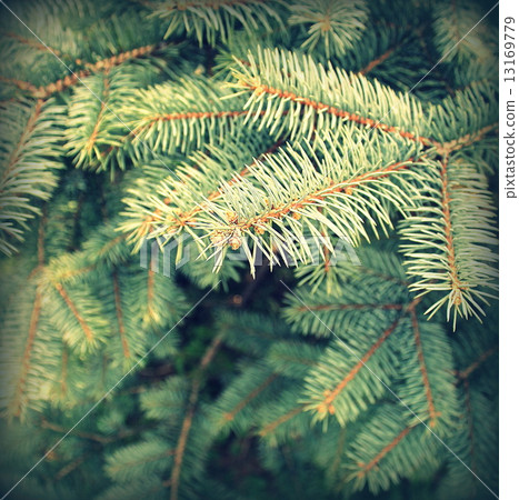 Vintage photo of branch fir-tree Vintage photo of branch fir-tree 13169779