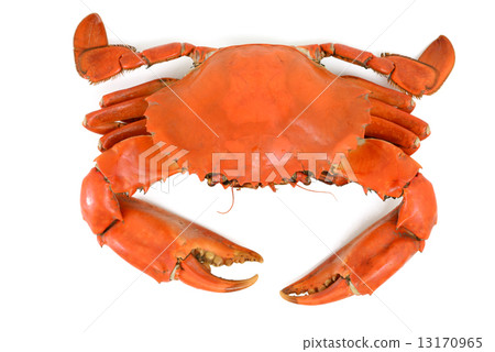 Cooked Blue Crab 13170965