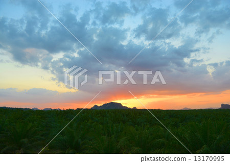 Sunset at Palm Oil Plantation 13170995