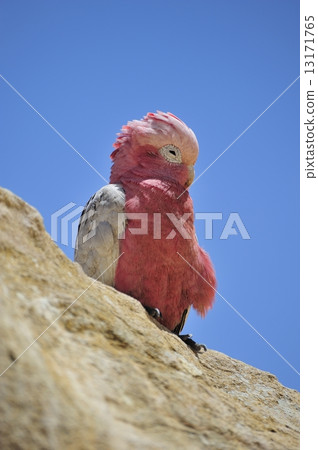 粉紅鳳頭鸚鵡 粉紅鳳頭鸚鵡 13171765