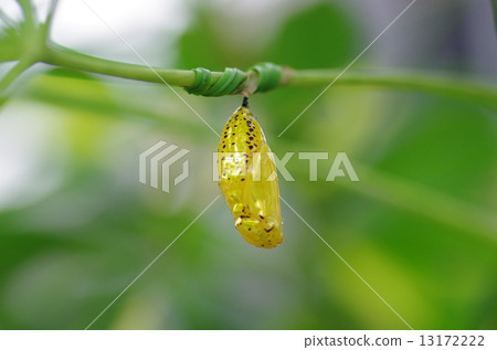 Pupa of Stag beetle 13172222