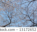 Beautiful flowering - Japanese cherry  Sakura 13172652