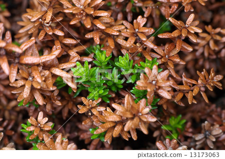 Leaves and runaways crowberry 13173063