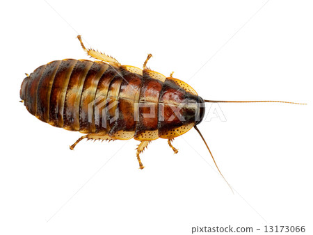 African big cockroach 13173066