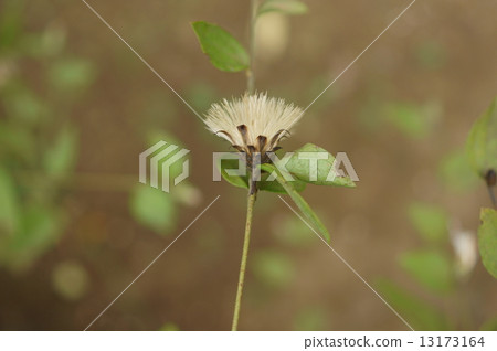 Koya Bouki Takano broom jade ball Tamaboruki Pertya scandens 13173164