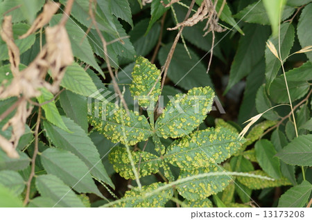 Nurde白牙Rhus javanica Nurde白牙Rhus javanica 13173208