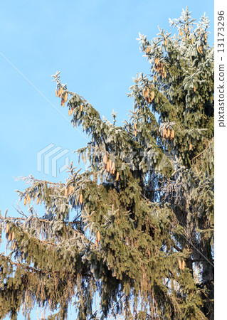 Frosted fir tree at sunny winter morning over blue sky 13173296