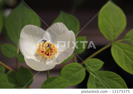 Yamasakajaku flowers 13173375