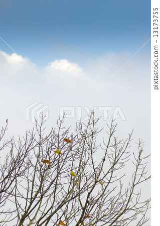 Winter Trees Vertical 13173755
