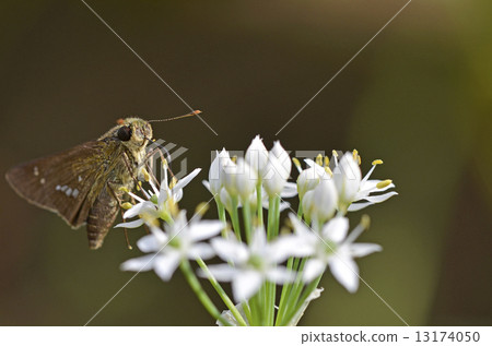 Nira鮮花和Ichimon dyseri 13174050