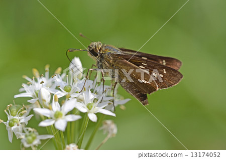 Nira flowers and Ichimon dyseri 13174052