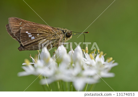 Nira鮮花和Ichimon dyseri 13174053