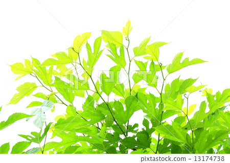 桑葉 桑葉 13174738