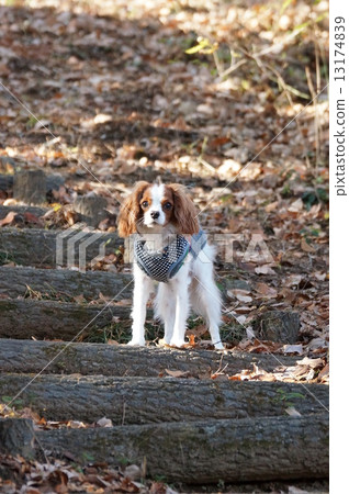 怎麼了？ 13174839