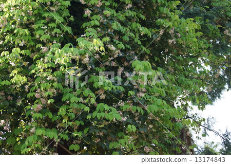 Ikuko Mube Akai Albatross Albion（常盤Akeba） 13174843