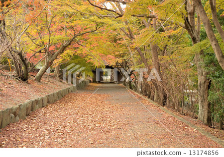 Autumn leaves of Jokusoji Temple Autumn leaves of Jokusoji Temple 13174856