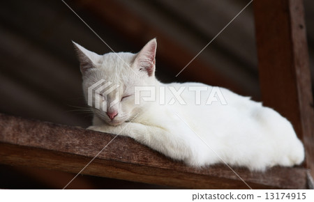 White cat 13174915