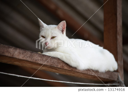 White cat portrait White cat portrait 13174916