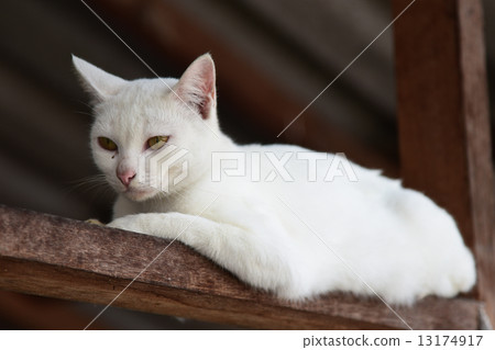 White cat portrait White cat portrait 13174917