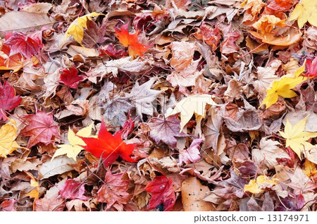 Various fallen leaves 13174971