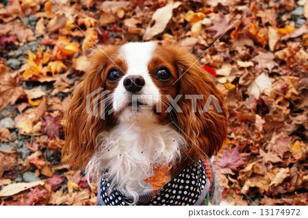 Insect bites 13174972