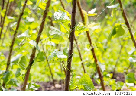 Yardlong bean farm background 13175235